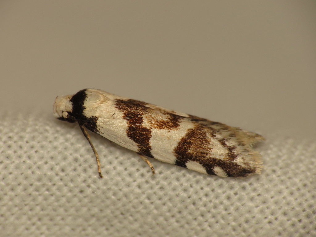 Oxythecta alternella