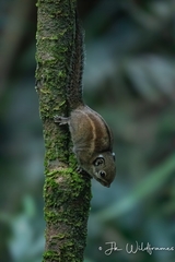 Maritime Striped Squirrel photo 3