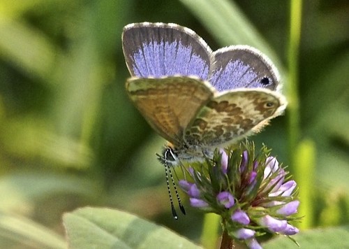 Harpendyreus marungensis