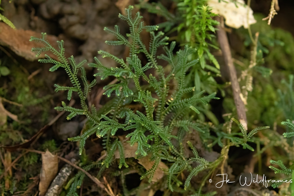 Selaginella petelotii (Selaginella petelotii)