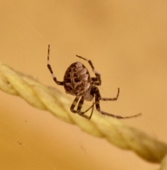 Neoscona nautica