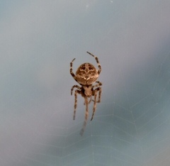 Neoscona nautica