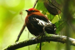 Machaeropterus deliciosus