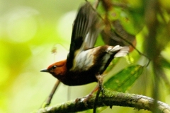 Machaeropterus deliciosus