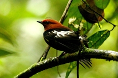 Machaeropterus deliciosus