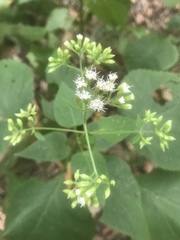 Ageratina altissima altissima