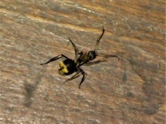 Polyrhachis militaris
