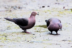 Patagioenas plumbea