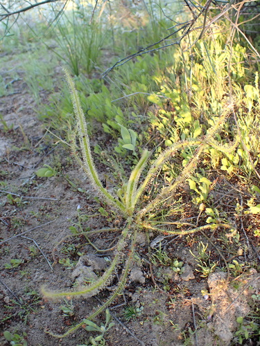 Drosera finlaysonii