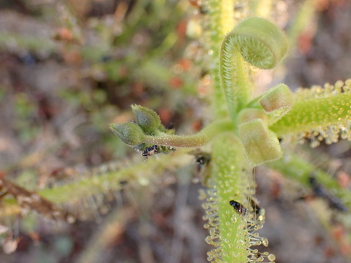 Drosera finlaysonii
