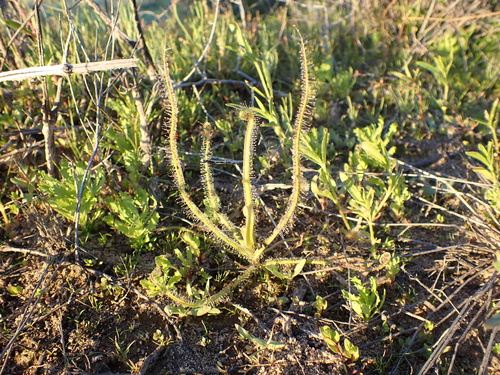 Drosera finlaysonii