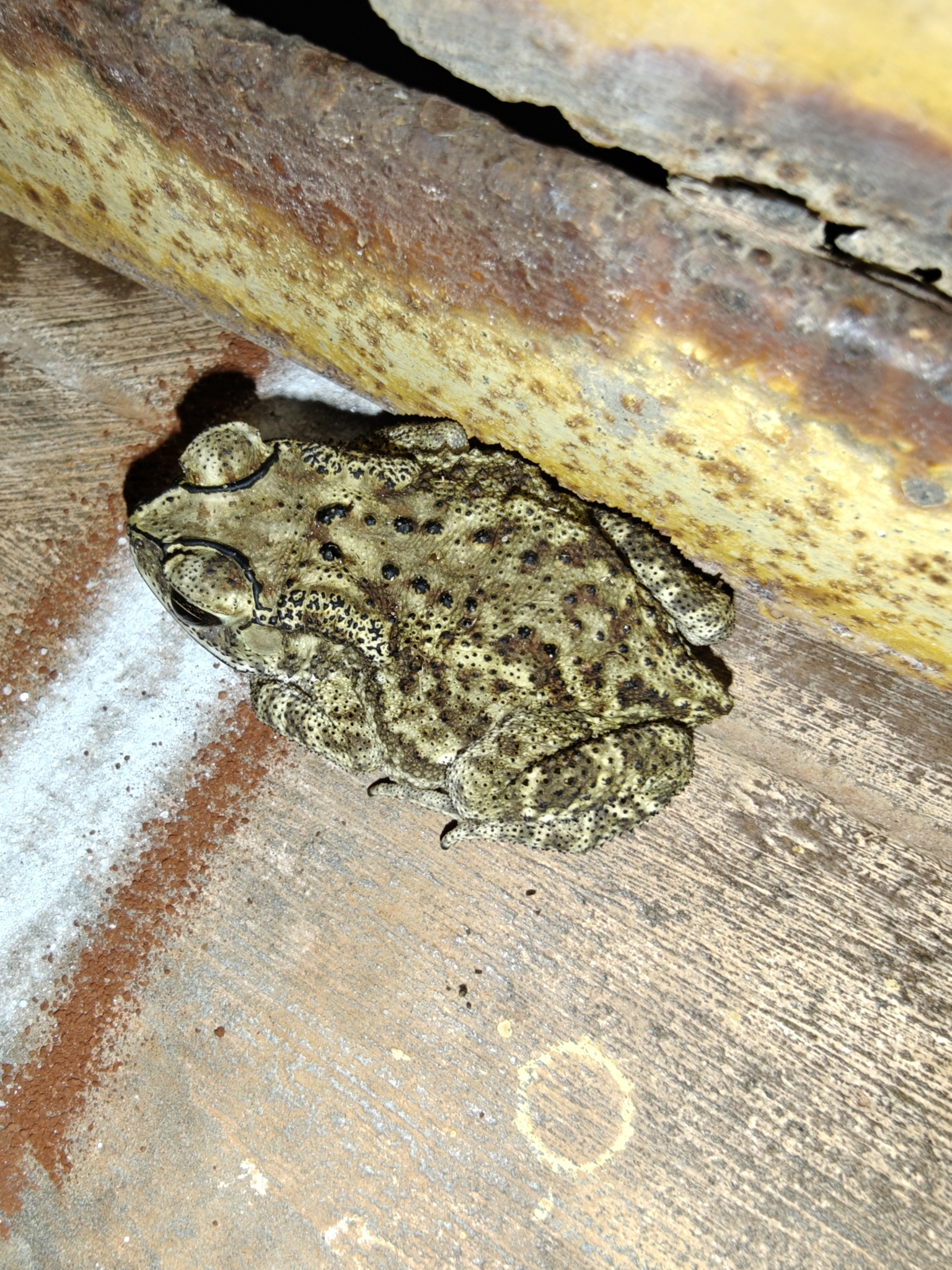 Indian Common True Toad