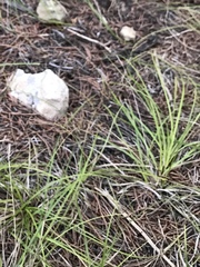 Carex planostachys