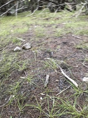 Carex planostachys