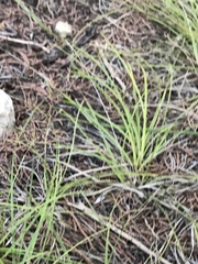 Carex planostachys
