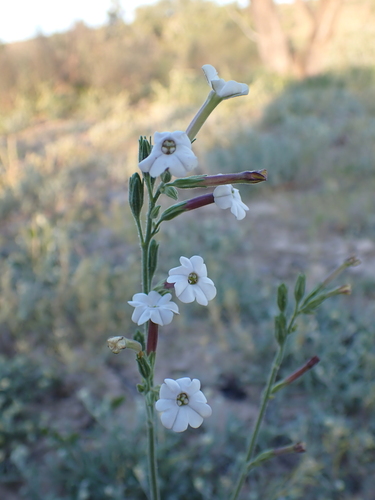 velvet tobacco (Nicotiana velutina)