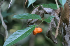 Harpullia arborea, photograph (c) Dinesh Valke, some rights reserved (CC BY-SA)