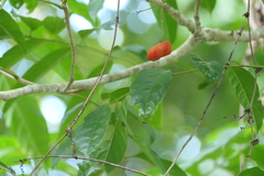 Harpullia arborea
