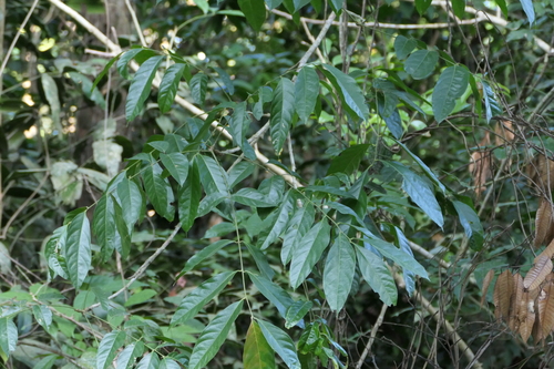 Harpullia arborea, photograph 2