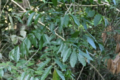Harpullia arborea, photograph (c) Dinesh Valke, some rights reserved (CC BY-SA)
