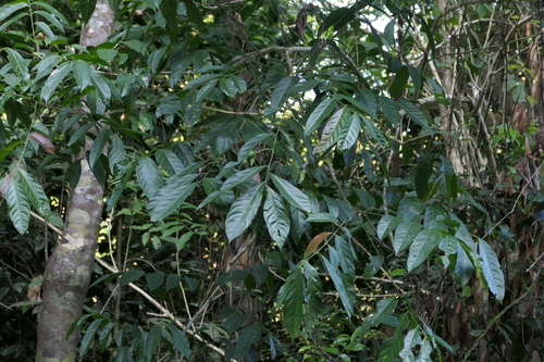 Harpullia arborea, photograph 3