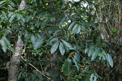 Harpullia arborea, photograph (c) Dinesh Valke, some rights reserved (CC BY-SA)