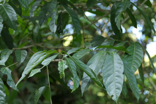 Harpullia arborea, photograph 4
