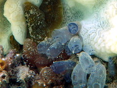 Clavelina moluccensis