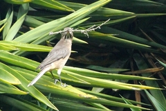 Agriornis albicauda