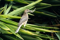Agriornis albicauda