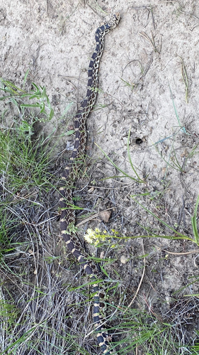 iNaturalist observation 2025-05-27