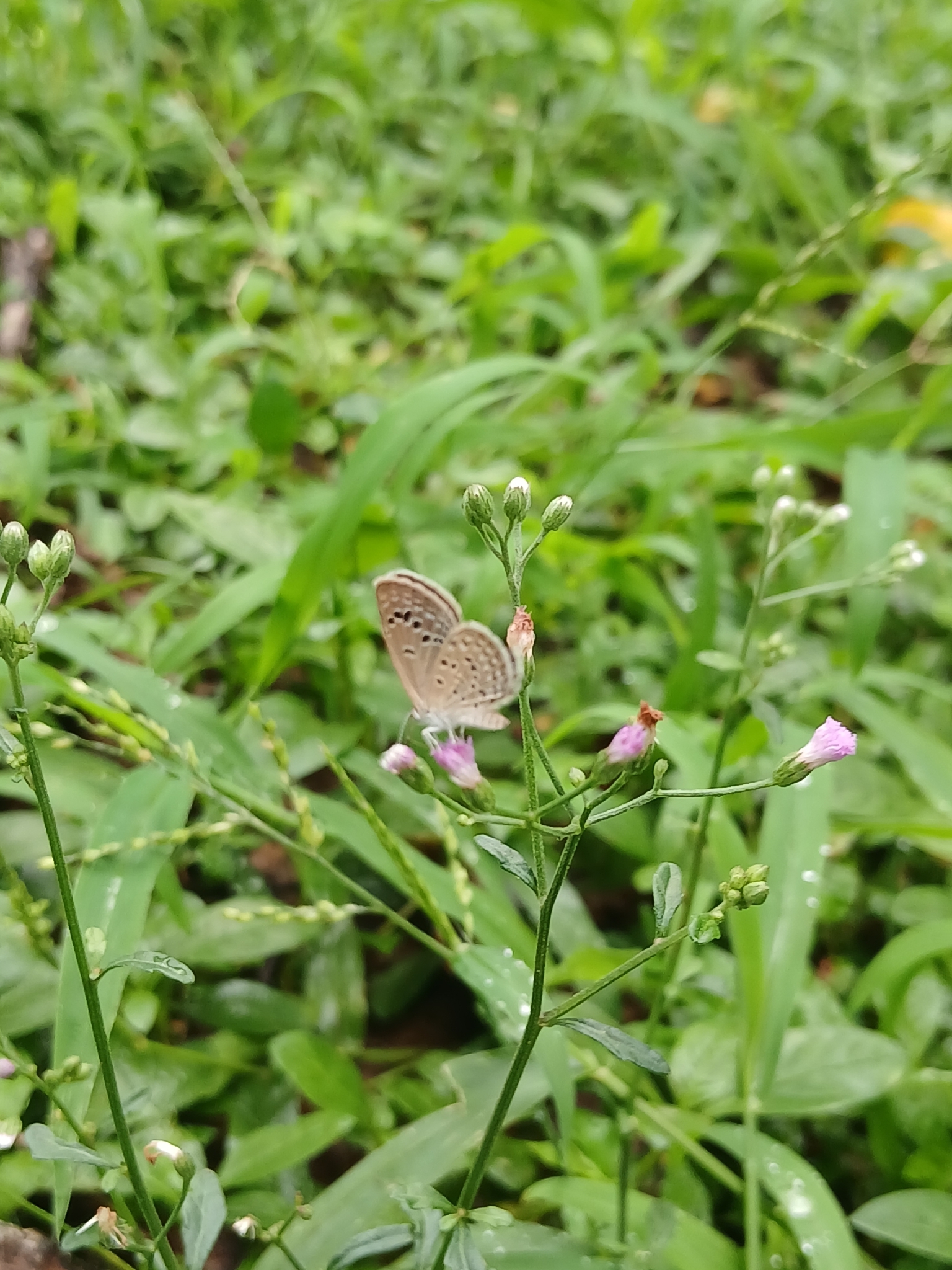 Lesser Grass Blue