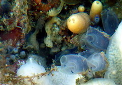 Clavelina moluccensis