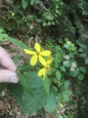 Helianthus smithii