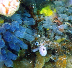 Clavelina moluccensis