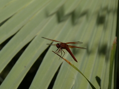 Libellula saturata