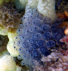 Clavelina moluccensis