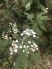 Verbesina virginica virginica