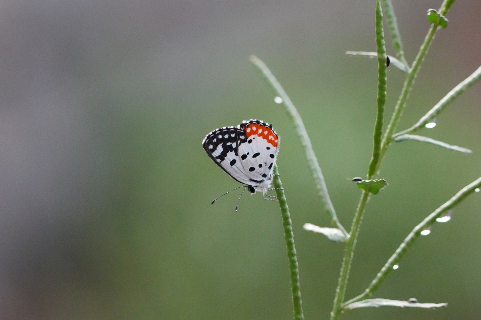Red Pierrot