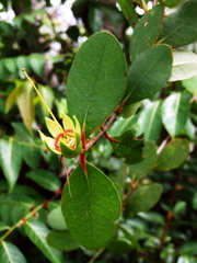 Sonneratia caseolaris