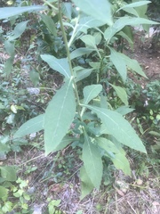 Verbesina virginica virginica