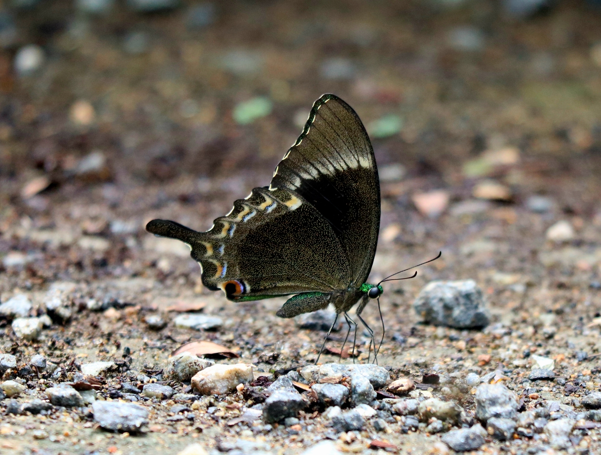 Common Banded Peacock