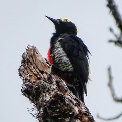 Yellow-Tufted Woodpecker photo 5