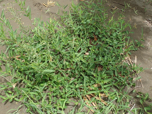 Alysicarpus ovalifolius