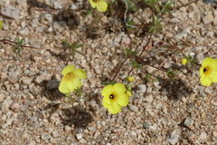 Leptosiphon chrysanthus