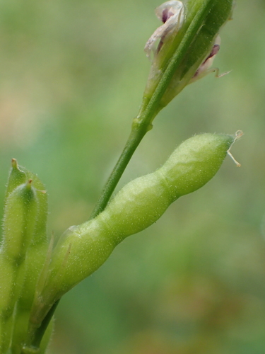 Alysicarpus ovalifolius