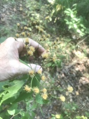 Vernonia flaccidifolia
