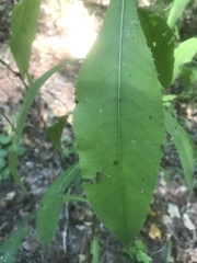 Vernonia flaccidifolia