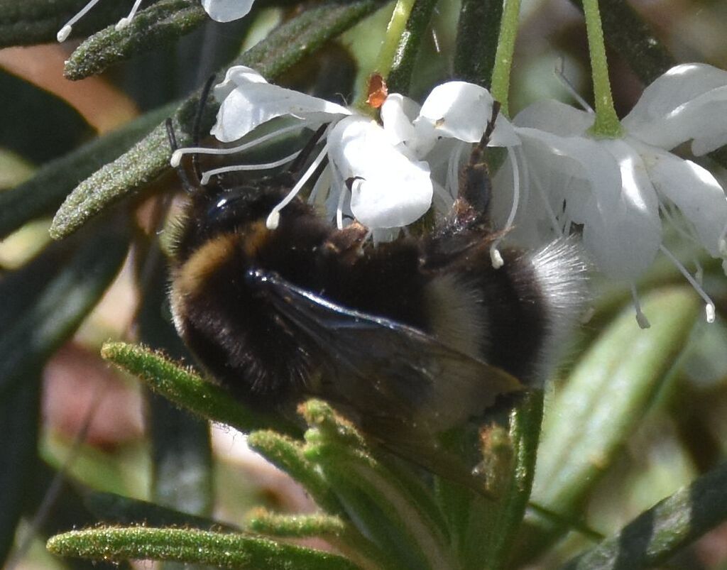 White-tailed bumblebee (Bombus lucorum)