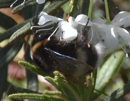 Cryptic Bumble Bee (Bombus cryptarum), a species recorded in Alaska
